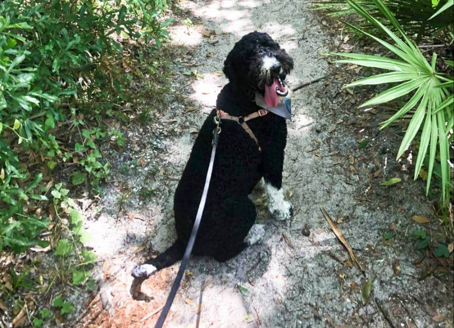 A dog in the middle of the trail in Hillsborough River State Park