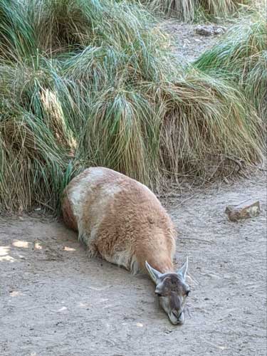 View of an animal in Ecoparque