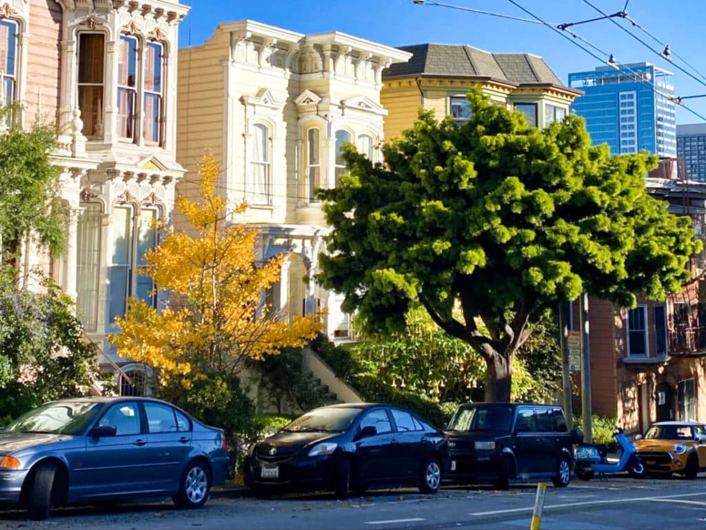 View of the huge tree in front of the beautiful Edwardian Homes in Lower Haight