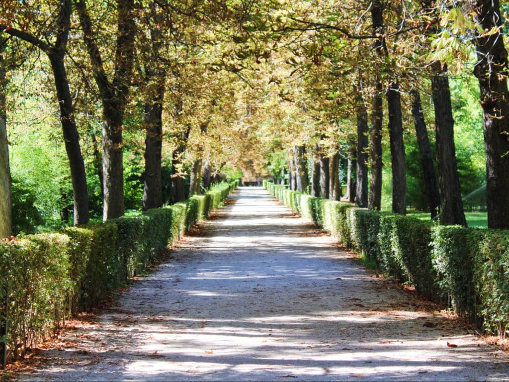 A row of trees in El Retiro