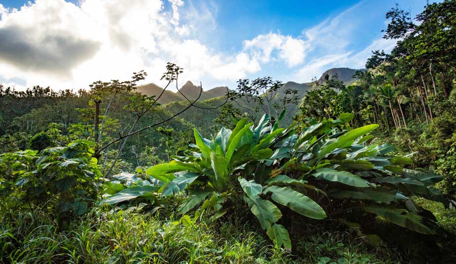 The clear blue sky over the El Yunque National Forest
