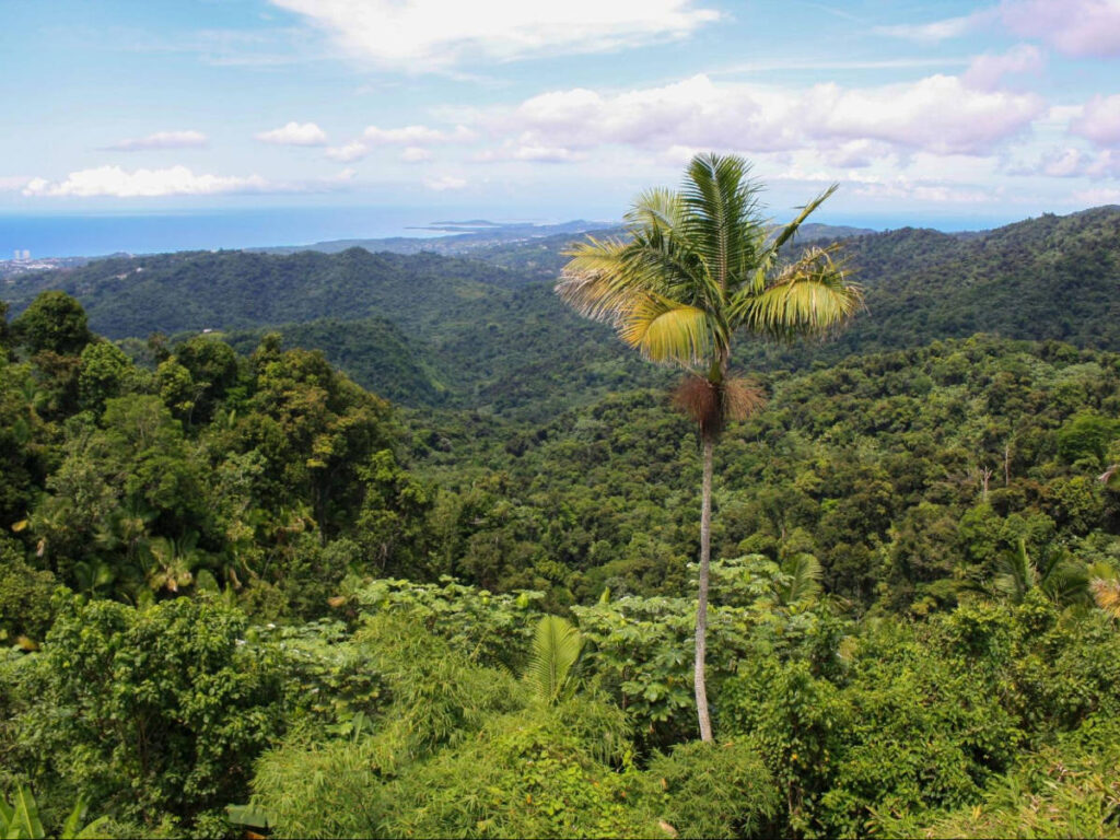 Overlooking view at the El Yunque National Forest