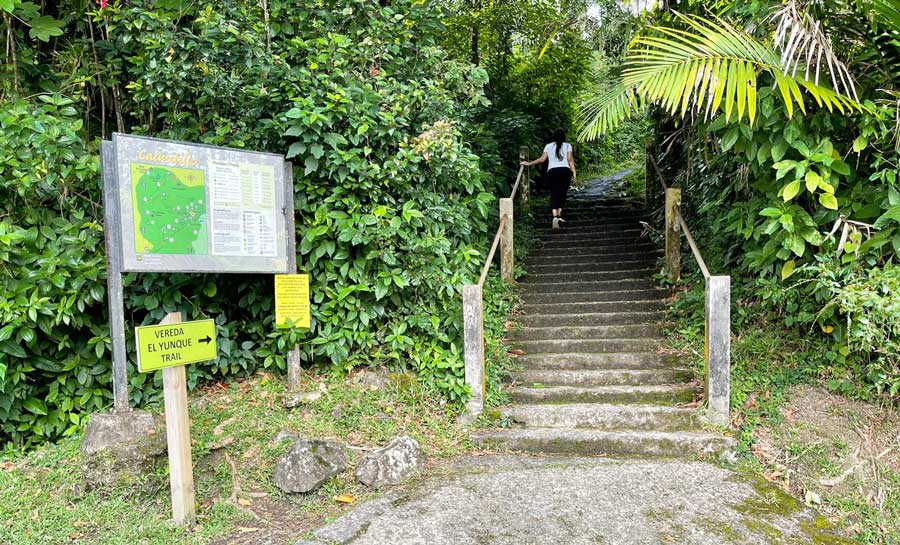 View of a staircase leading to El Yunque Trail