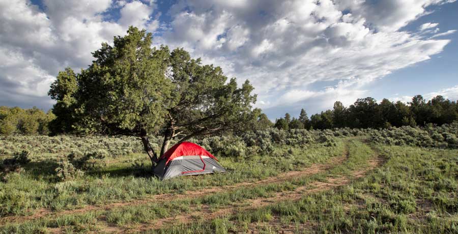 A tent under a tree in Elephant Rock Campground