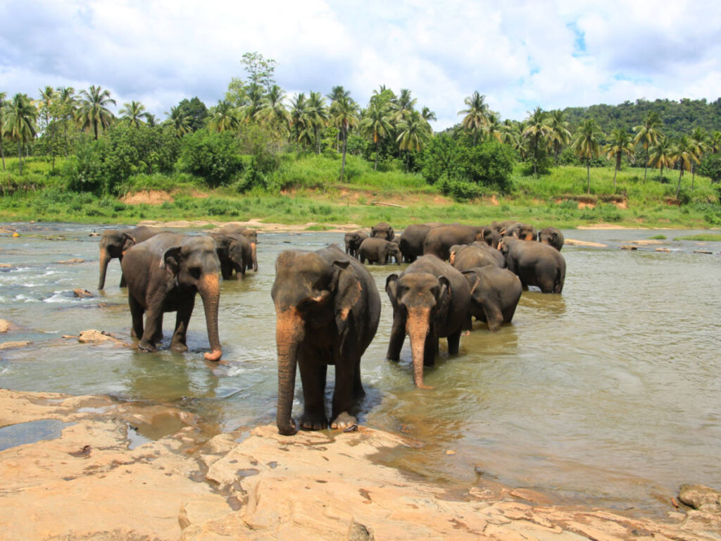 A herd of elephants on the river in Pinnawala