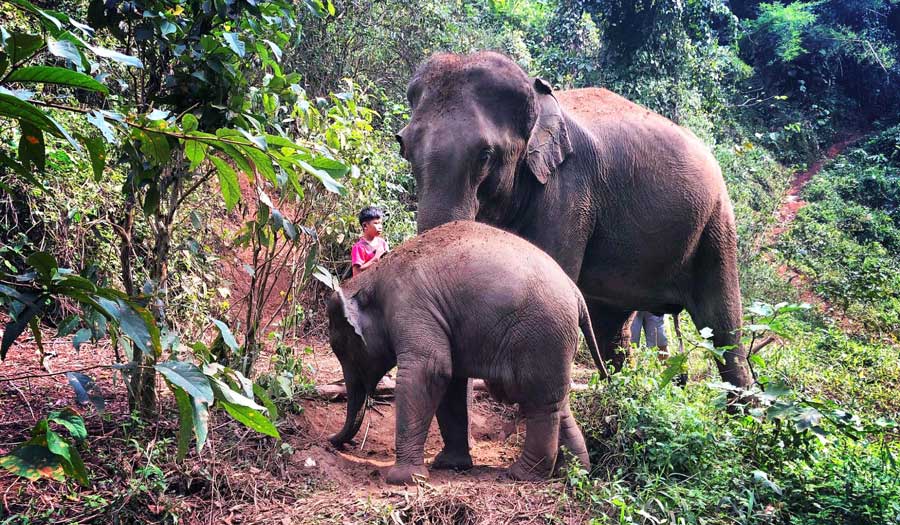 View of elephants in Thailand