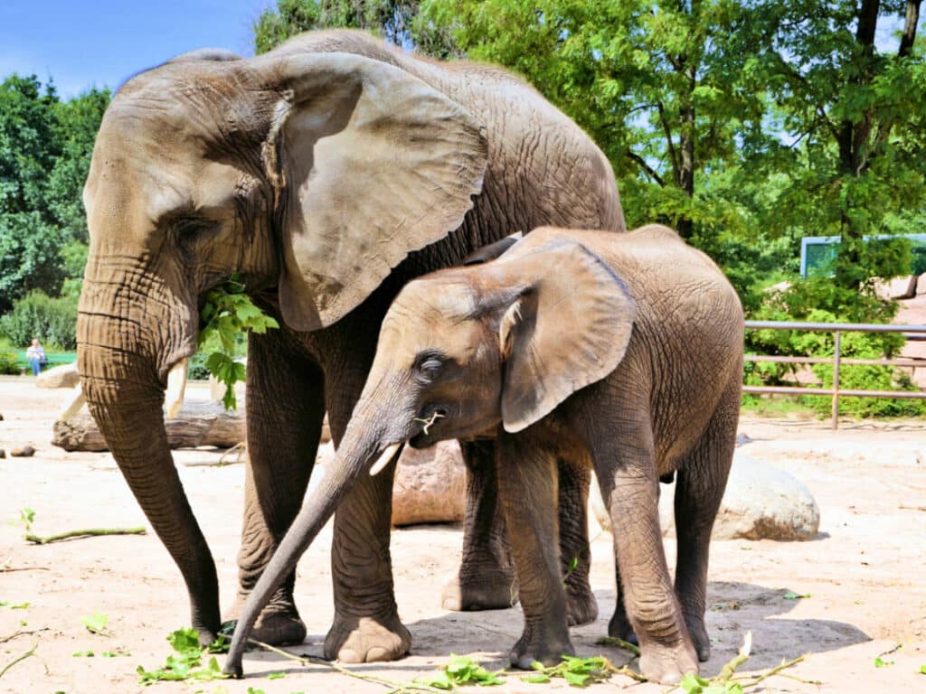 View of the big and baby  elephants in the Zoo