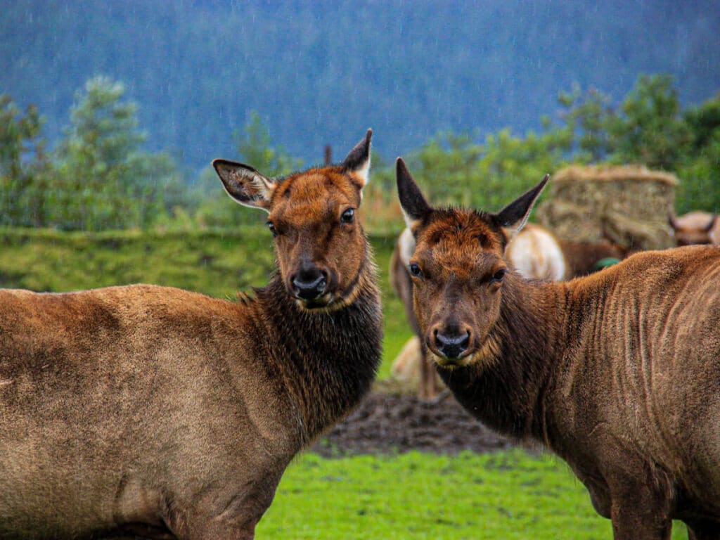 Two elk getting ready for a photo at the Alaska Wildlife Conservation Center