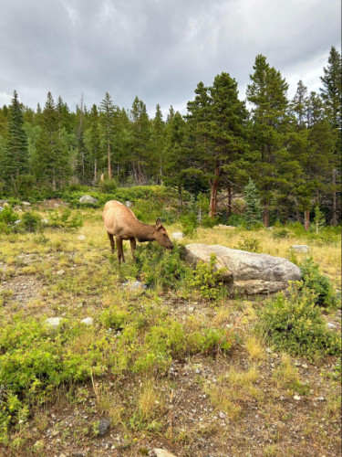 An elk eating a grass in Estes Park