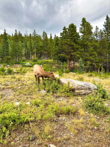 An elk eating grass in Estes Park