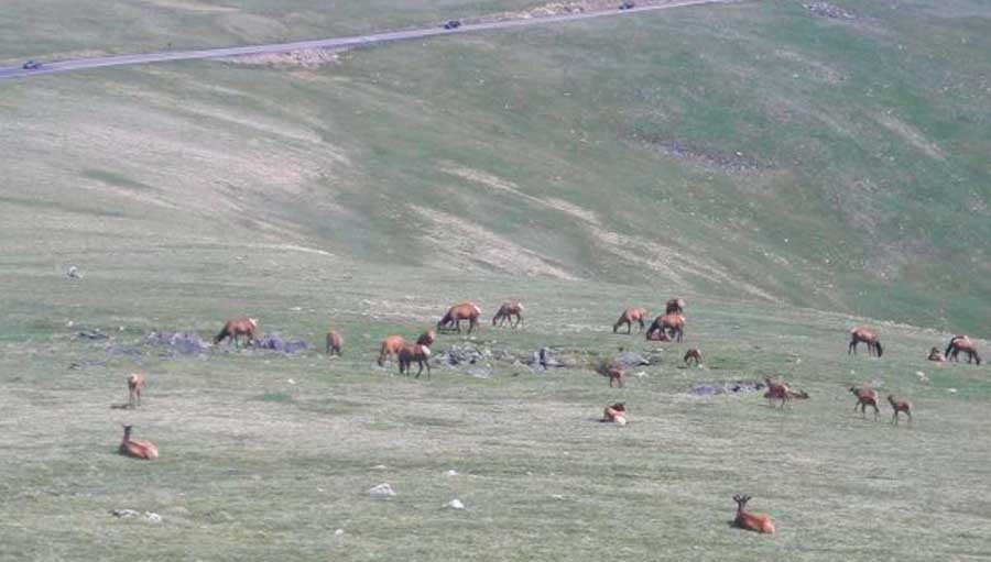 A heard of elk at the Trail Ridge Road