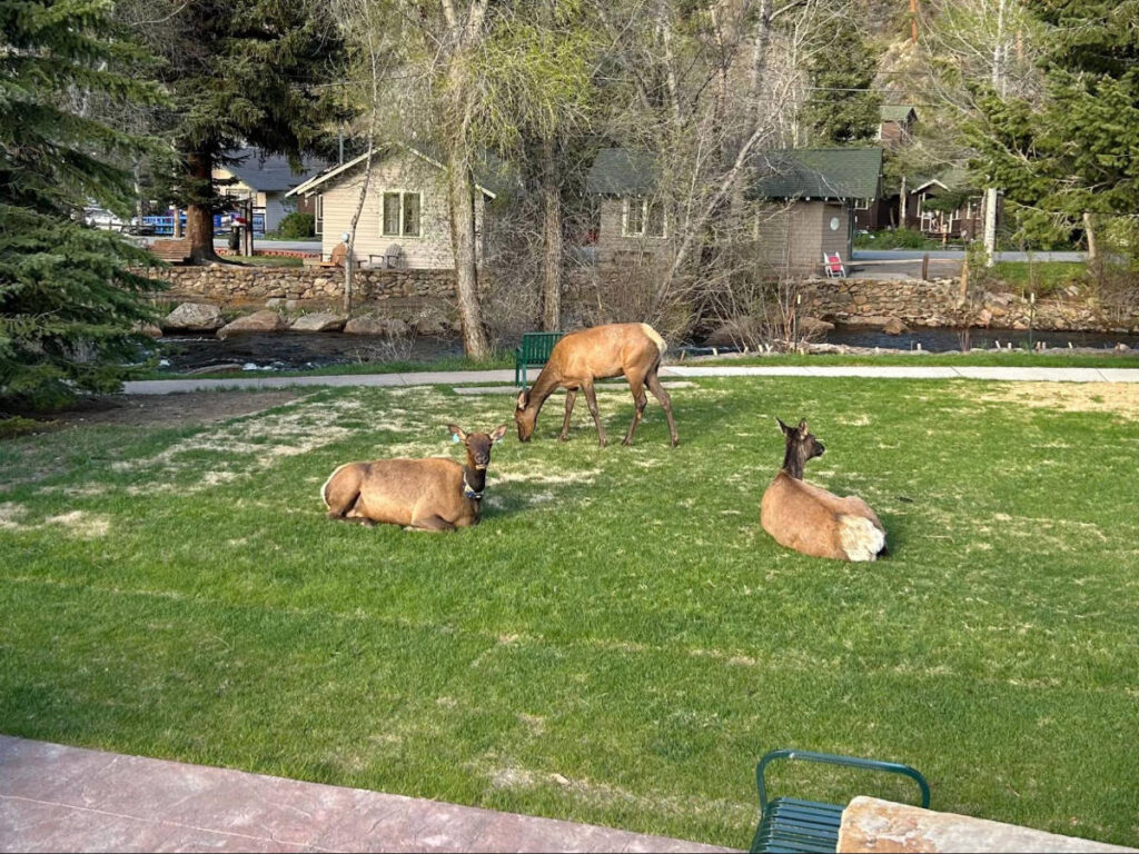 View of elk at downtown Estes Park