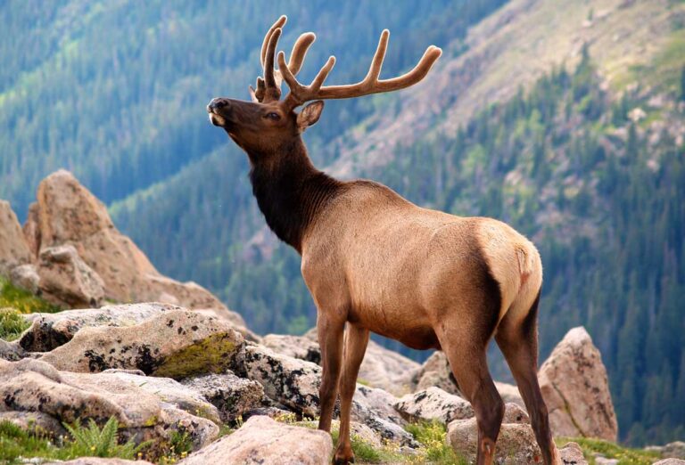 An elk on the Rocky Mountain National Park in Colorado