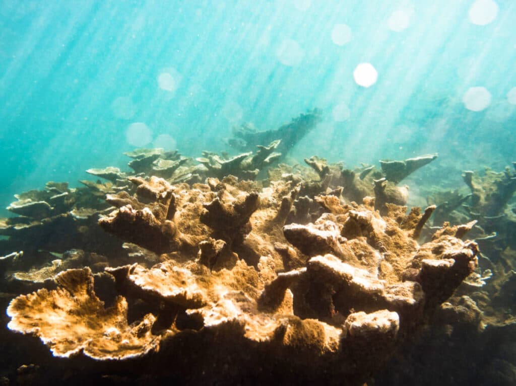 View of the Elkhorn coral under the water at Tres Palmas Marine Reserve
