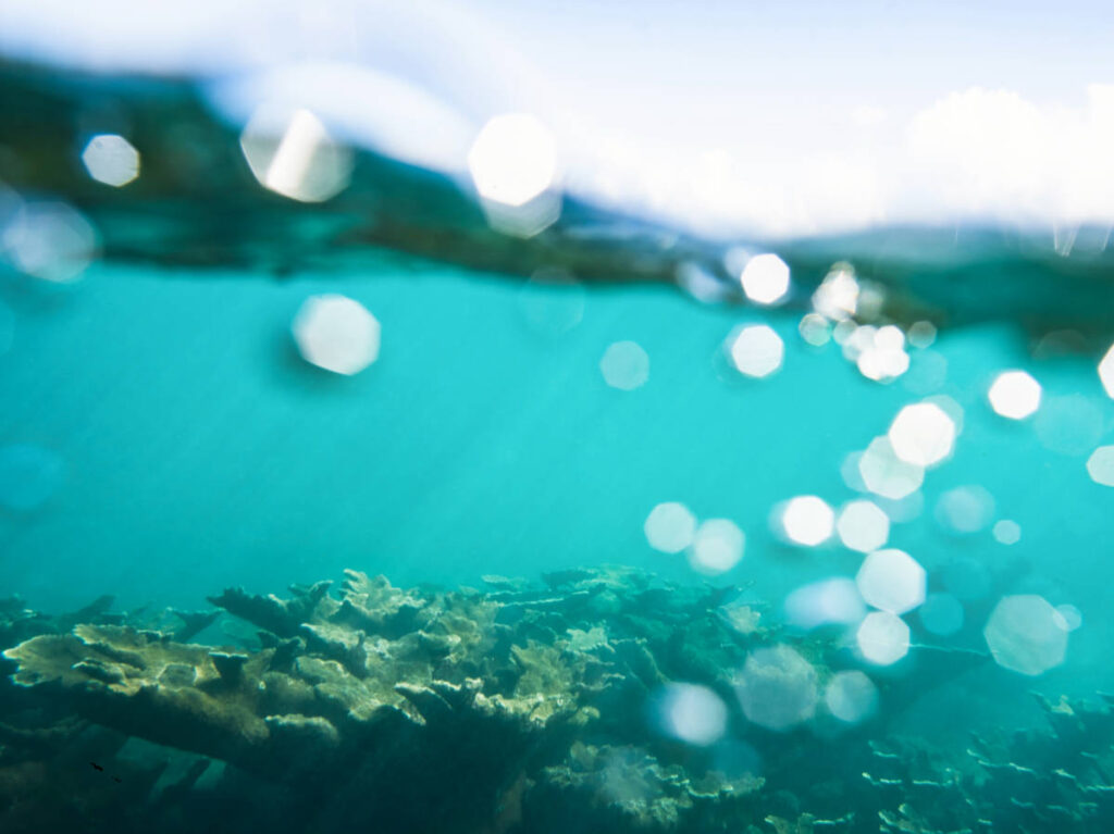 View of the elkhorn corals under the turquoise blue water in Tres Palmas Nature Reserve