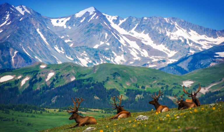 View of the elks resting against a backdrop of Colorado's Rocky Mountain