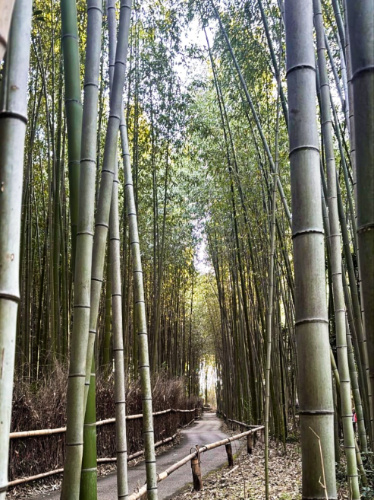 An empty pathway in the middle of Arashiyama Bamboo Forest