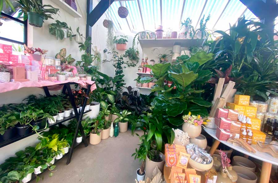 View plants and other products inside a boutique shop