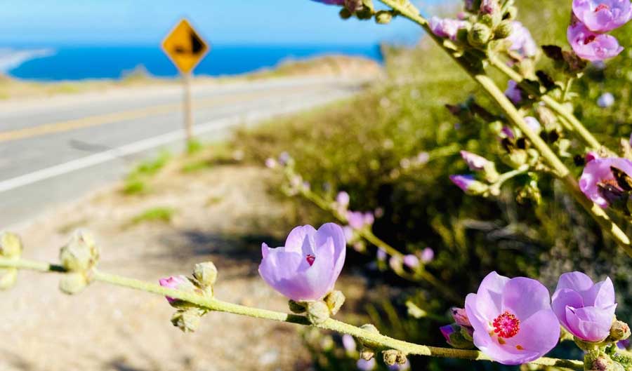 Close up view of a flower in Escondido Falls