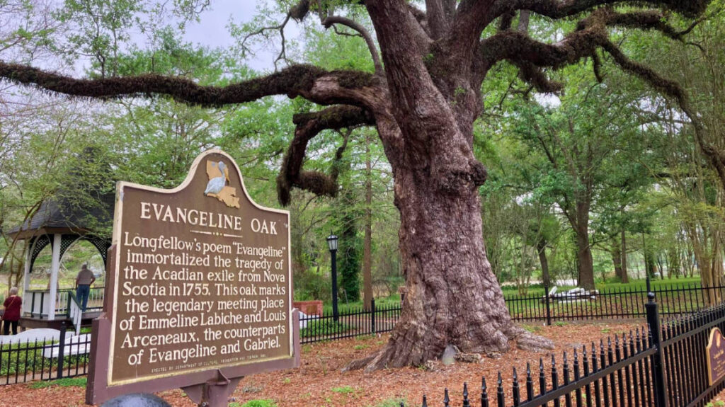 View of the Evangeline Oak Tree in Louisiana