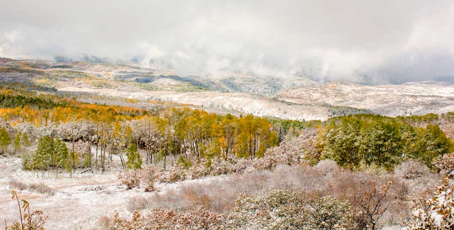 View of fall aspen trees during winter season in Colorado