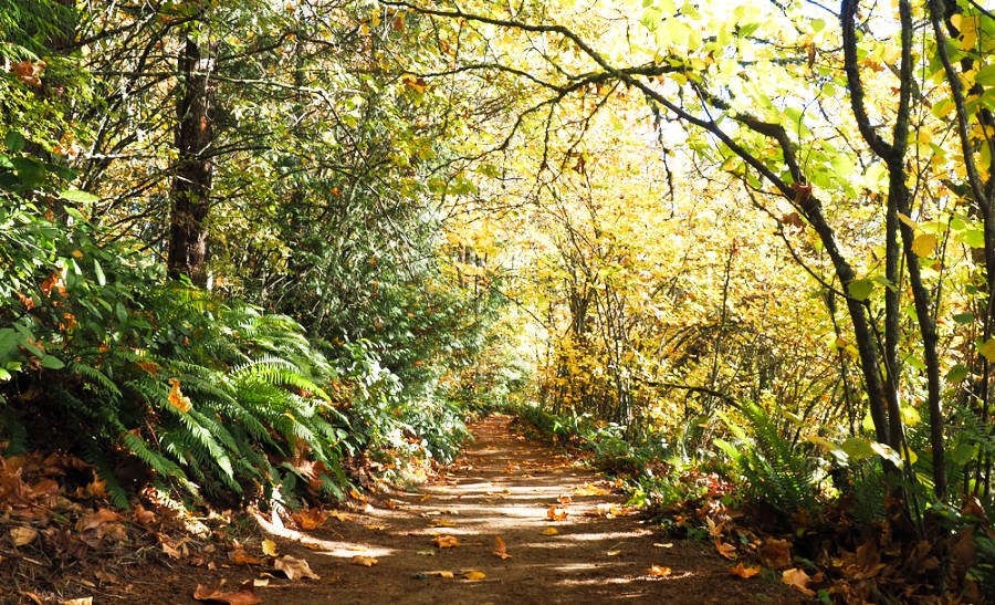 Fall foliage at the forest trail in Hoyt Arboretum