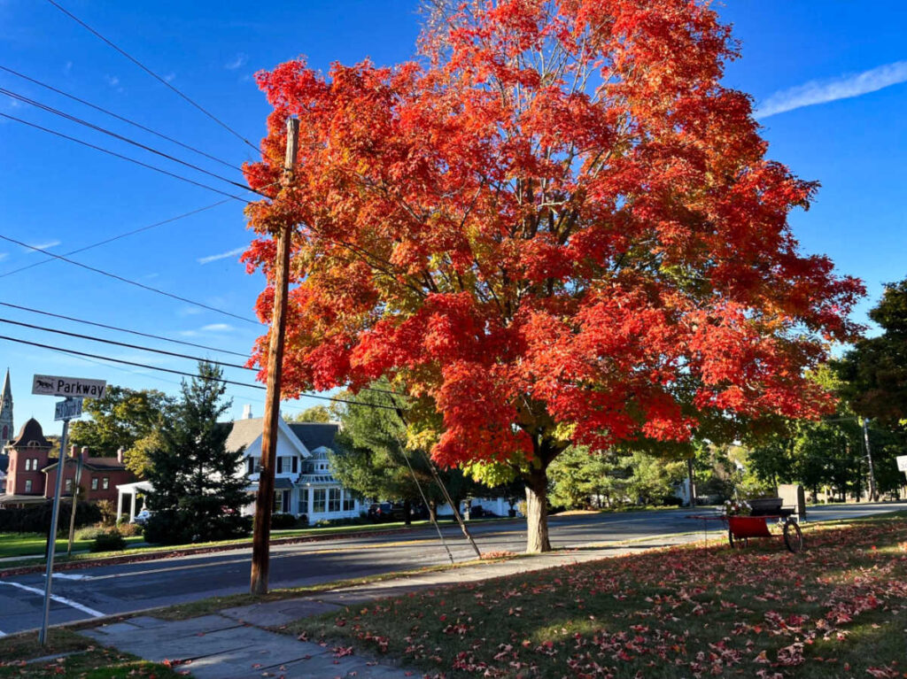View of the fall foliage along the street