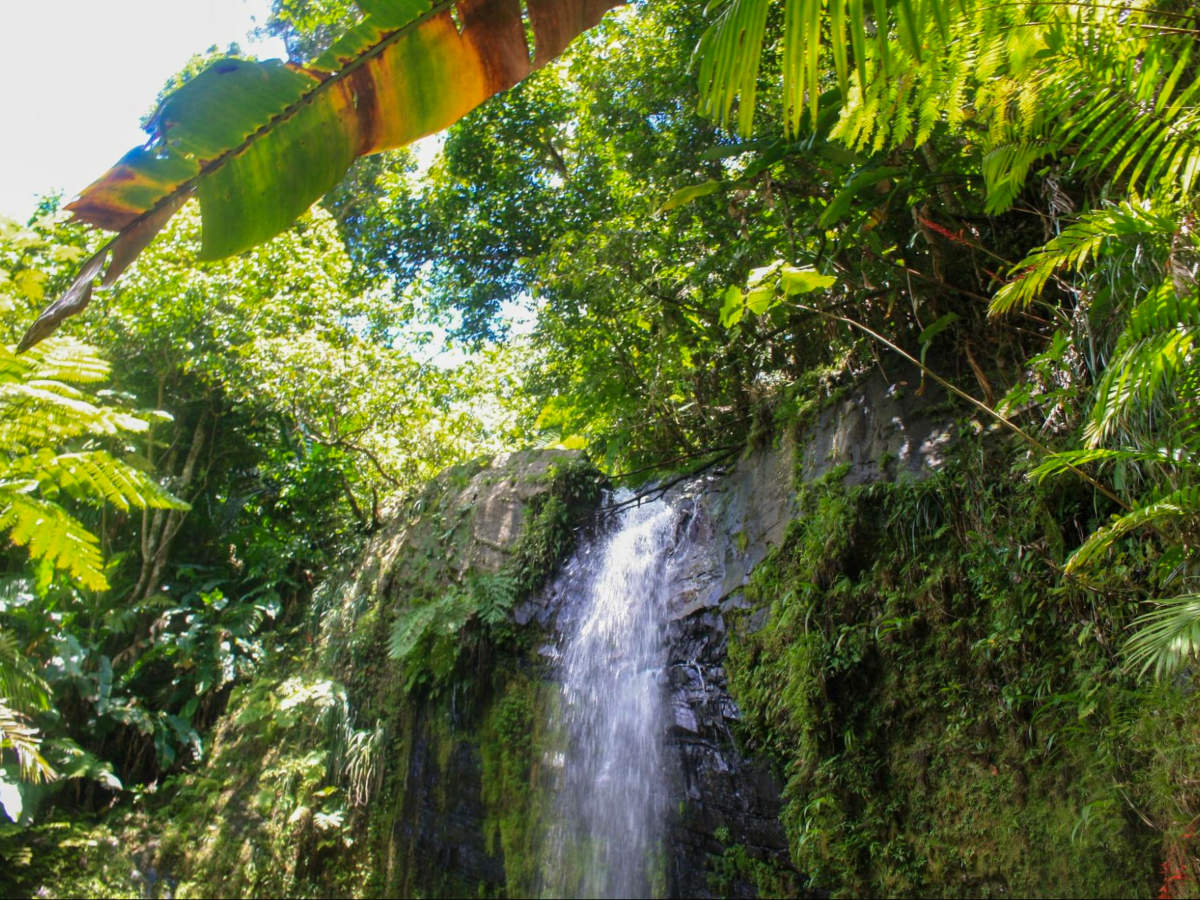 Waterfall in El Yunque, surrounded by lush greeneries