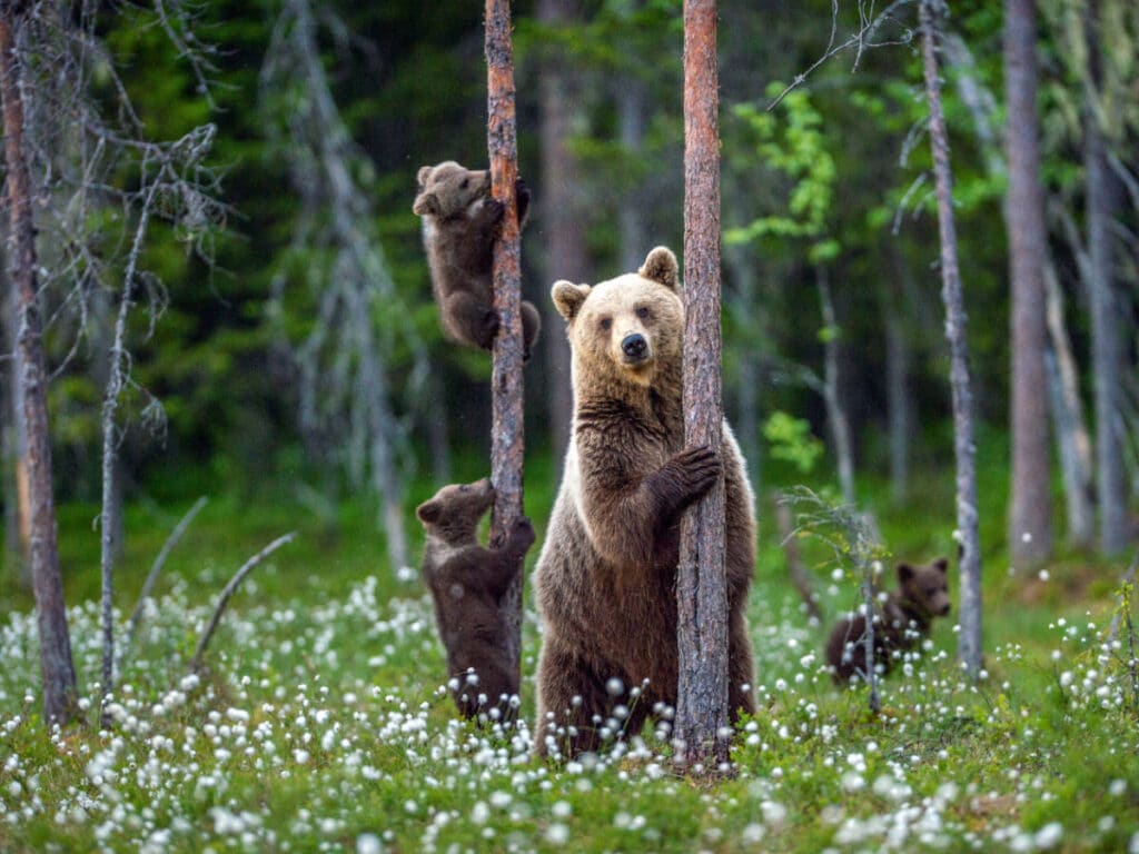 A mother bear with her cubs on a forest