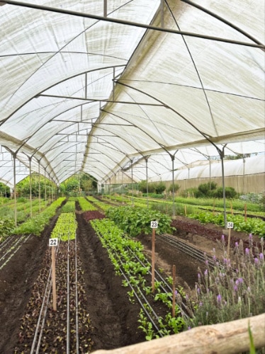View of the lush farm fields under the shed