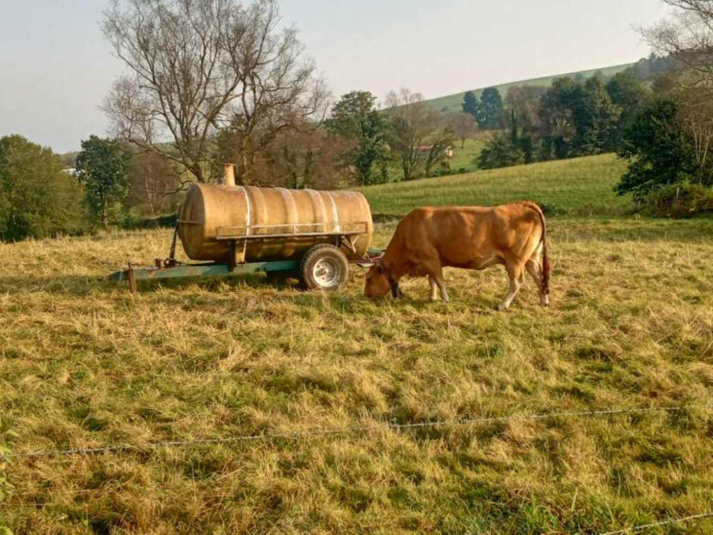 A cow eating grass along Camino Primitivo
