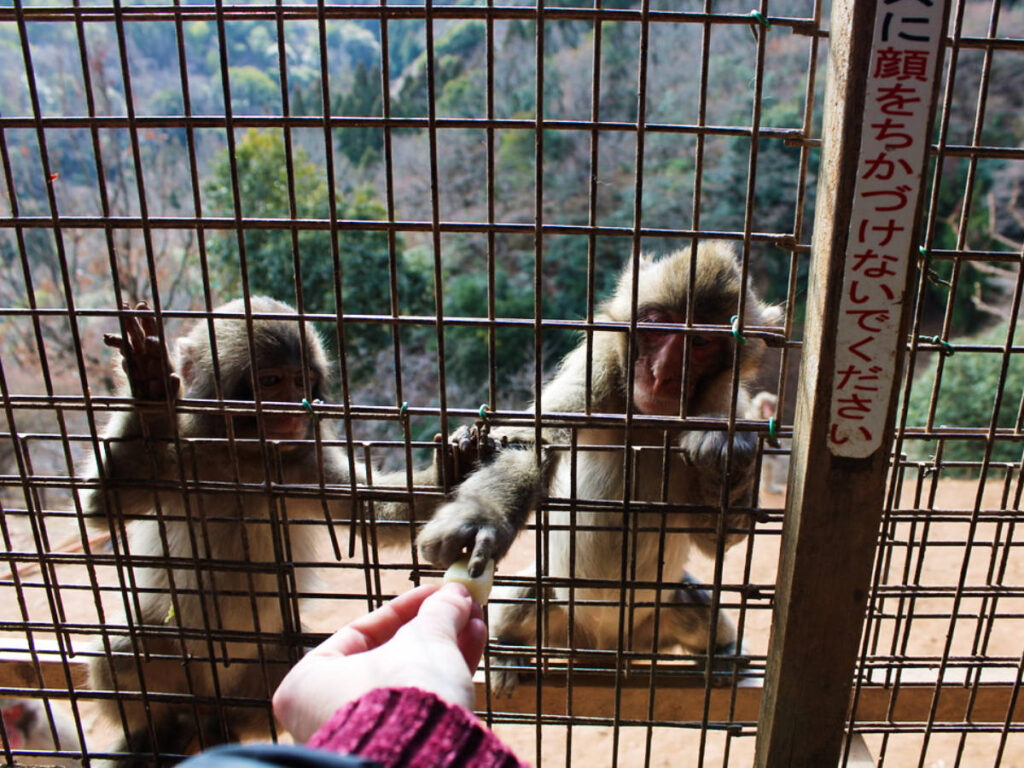 A hand giving a chunk of apple to the baby monkeys at the park