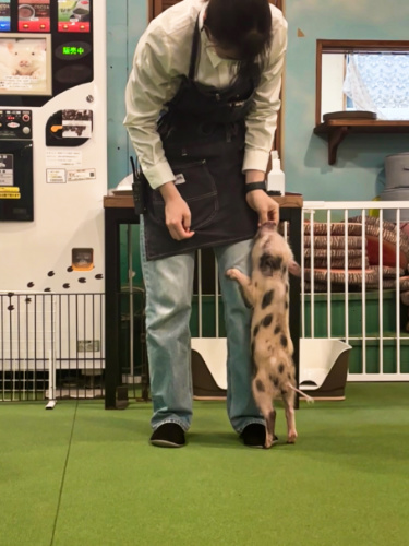 An attendant feeding a baby pig inside the Micro Pig Cafe