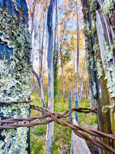 View of the tall trees behind the fence in Jack London State Historic Park