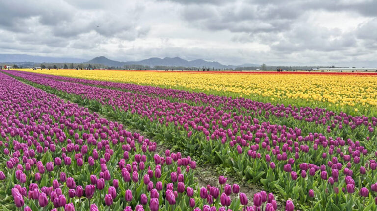 Colorful tulips on a flower field