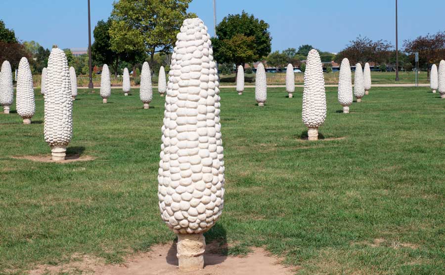 The Field of Corn under the clear blue sky