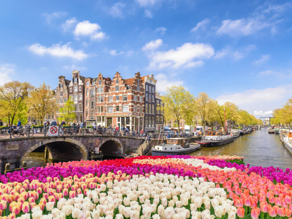 A field of colorful tulips in Amsterdam