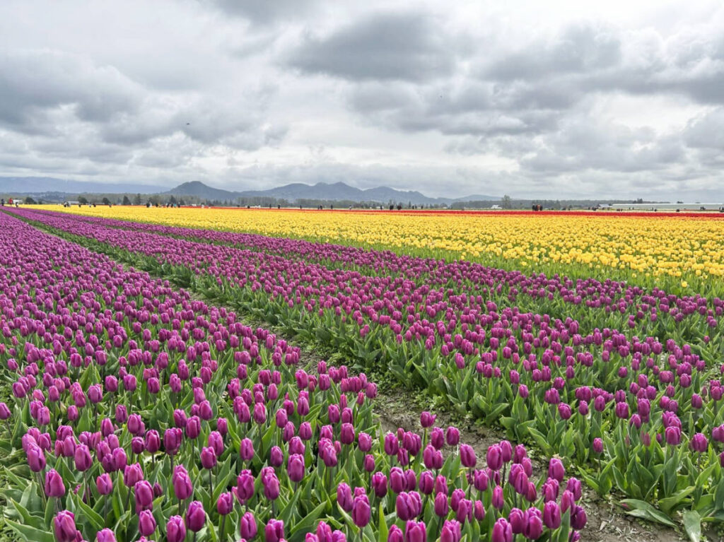 Colorful tulips on a flower field