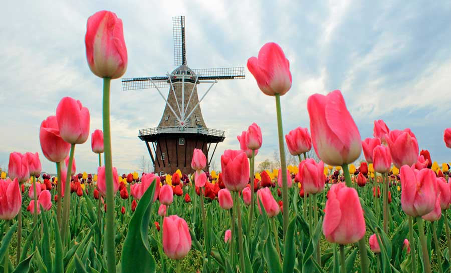 A field of colorful tulips in Holland and a windmill