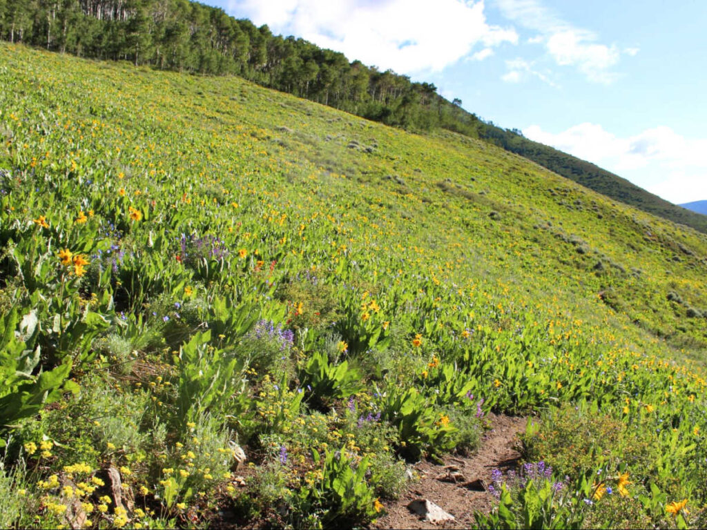 Mountain slope full of wildflowers