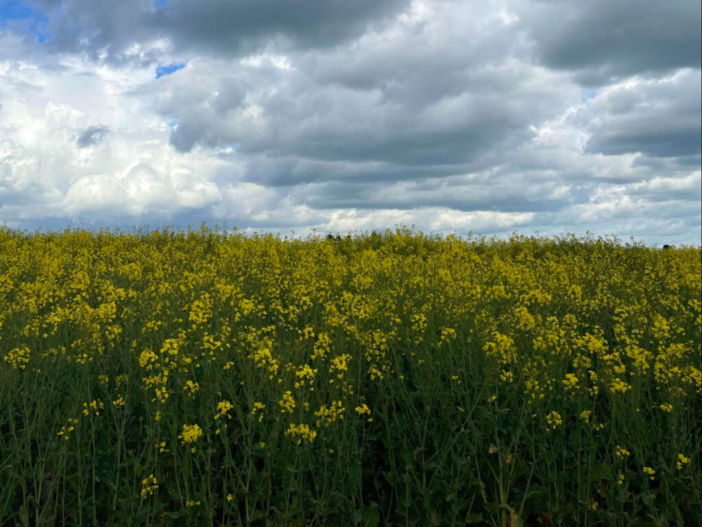 Yellow flowers in bloom under a cloudy sky at Château de Fleury