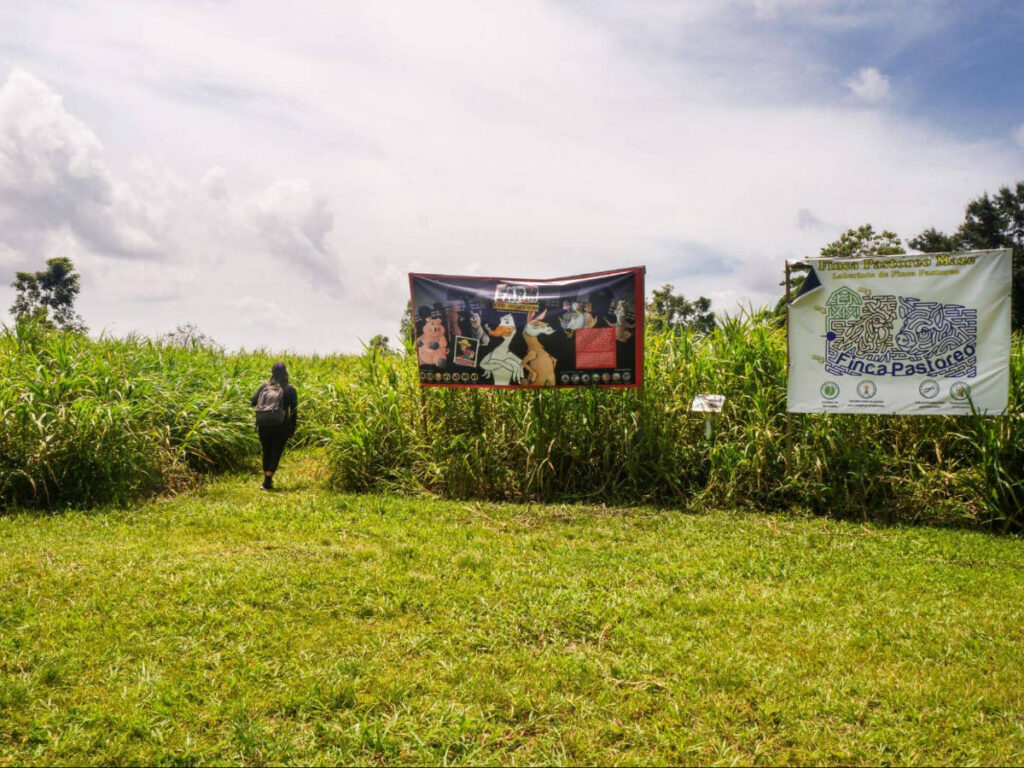 The author, Vanessa Ramos entering one of the mazes in Finca Pastoreo