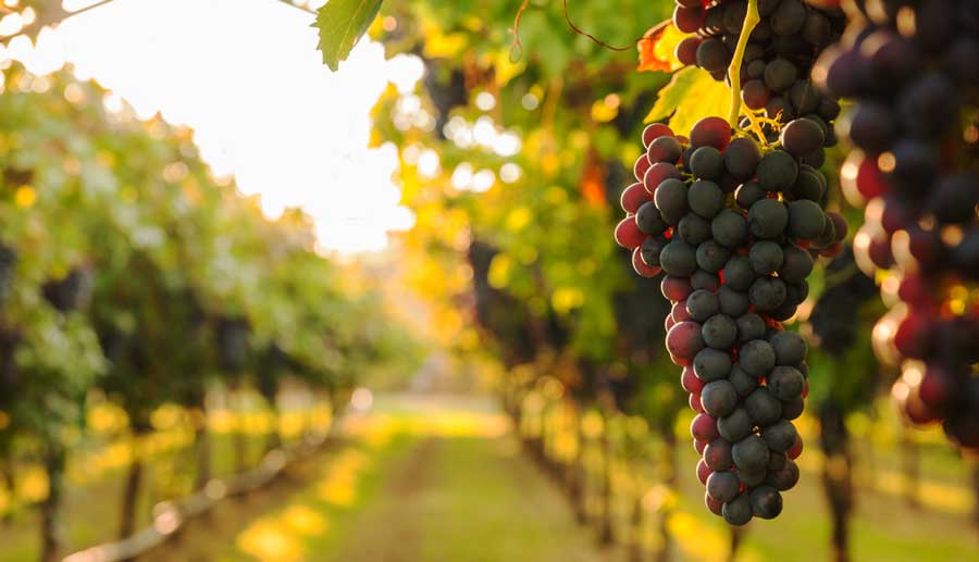 View of grapes in Finca Vista Bella