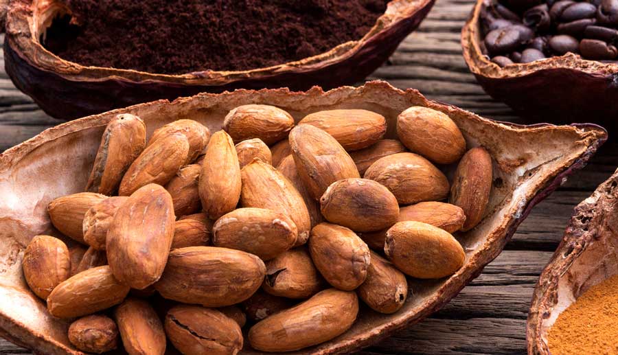 Cacao seeds and grinded cacao on a bowl