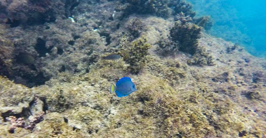 A blue fish and coral reefs under the Escambron Beach