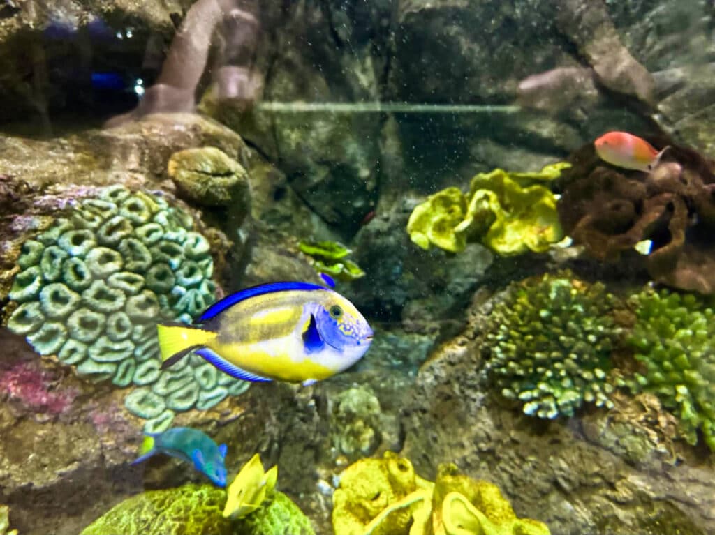 A colorful and vibrant fish inside the Shedd Aquarium