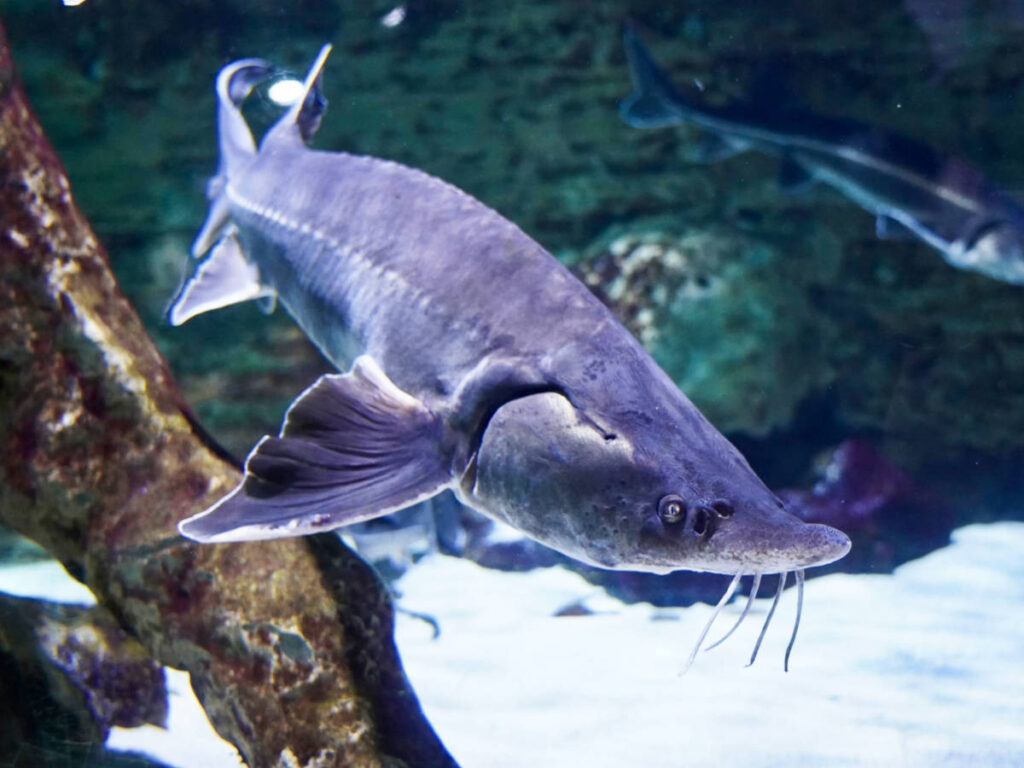 Closeup view of the fish inside the OdySea Aquarium