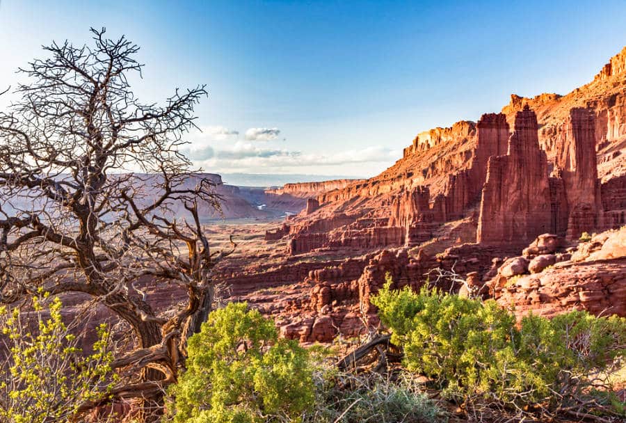View of an ancient juniper tree near the Fisher Towers rock formations