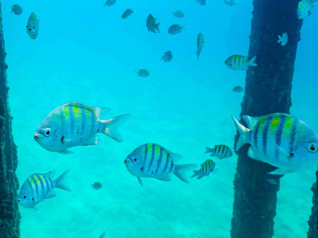 Colorful fishes swimming under Crash Boat’s bridge