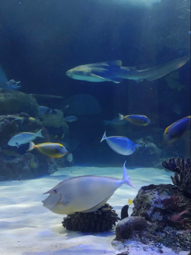 View of the Fishes at Virginia Aquarium
